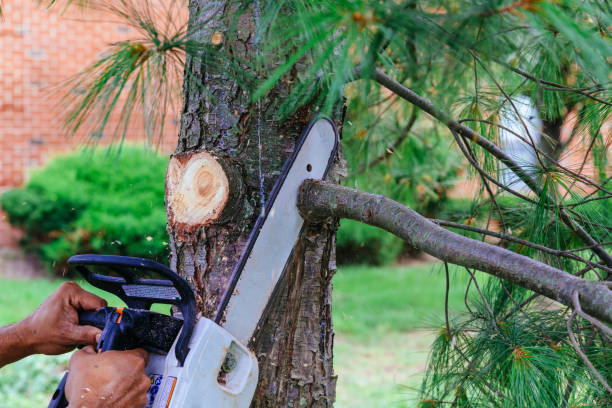 Best Tree Maintenance Programs  in Douglas, MI